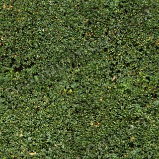 photo texture of hedge seamless 0005